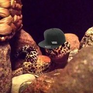 wildkido