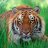Tigerclawz